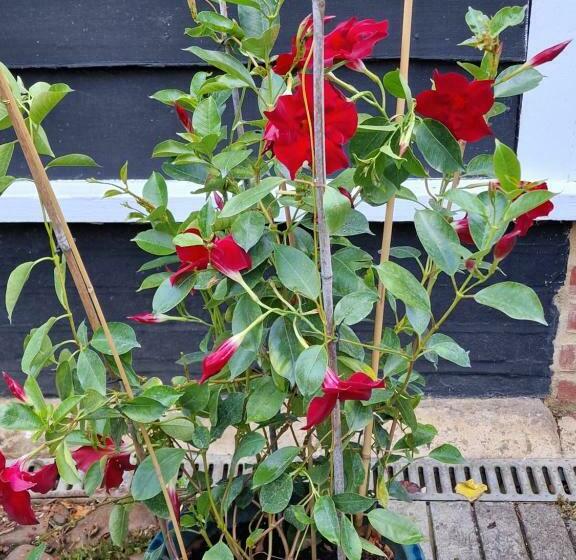 فندق صغير Clifton Hampden B&b