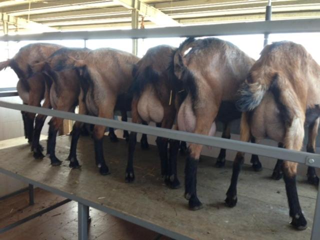 فندق Agriturismo La Betulla