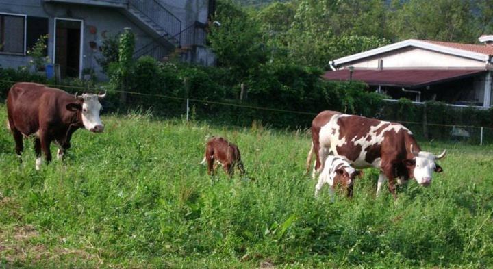 فندق Agriturismo La Betulla