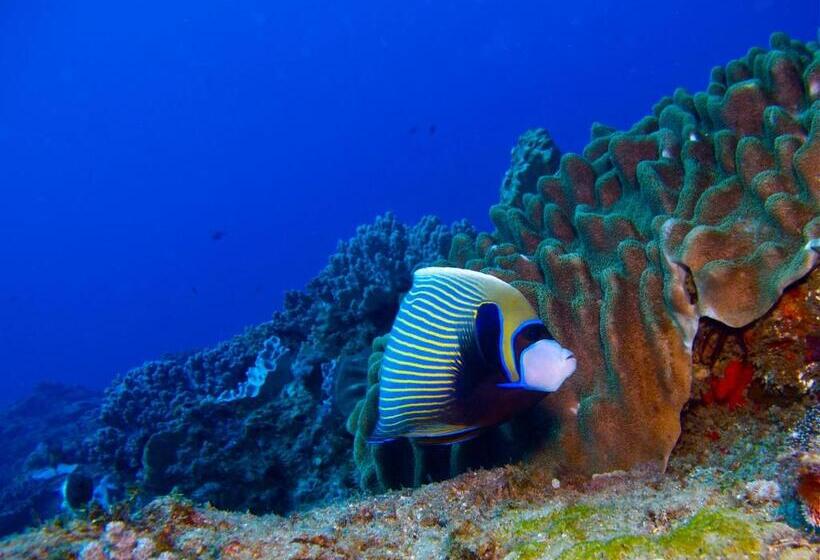 Отель Coral Divers