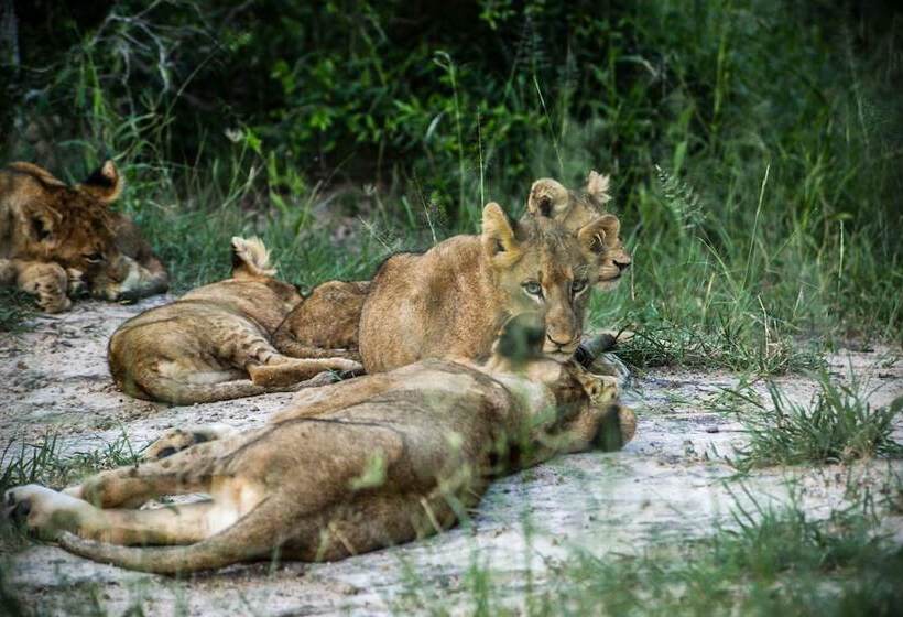 فندق Lion Sands River Lodge