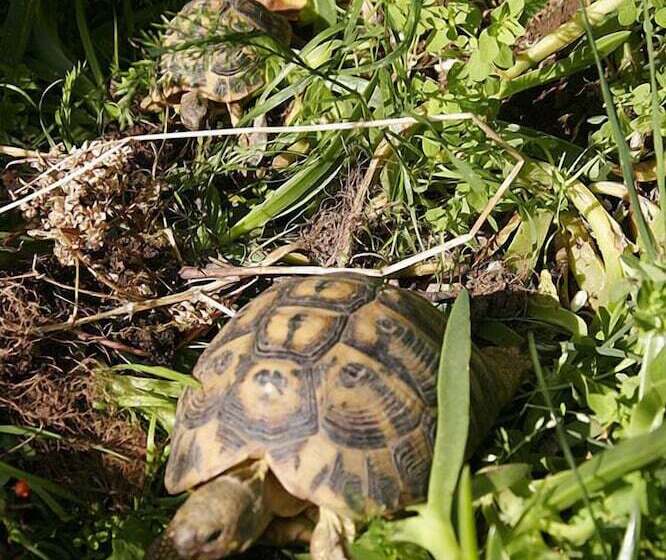 فندق ريفى Villino Il Corbezzolo A Casa Conti Di Sotto