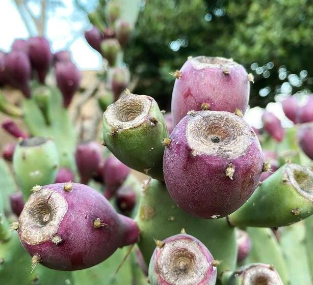 צימר Masseria Borgo Del Gallo