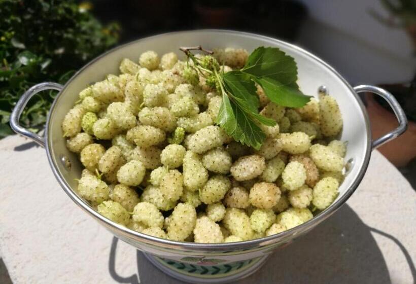 צימר Masseria Borgo Del Gallo