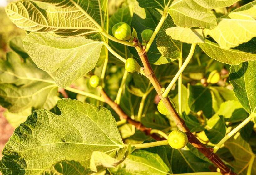 B&b Mandorla Amara