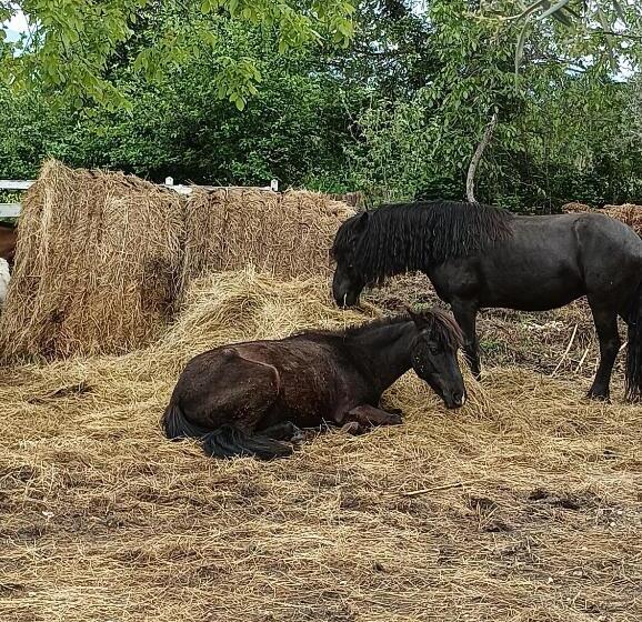 تختخواب و صبحانه Fattoria La Tana Della Volpe