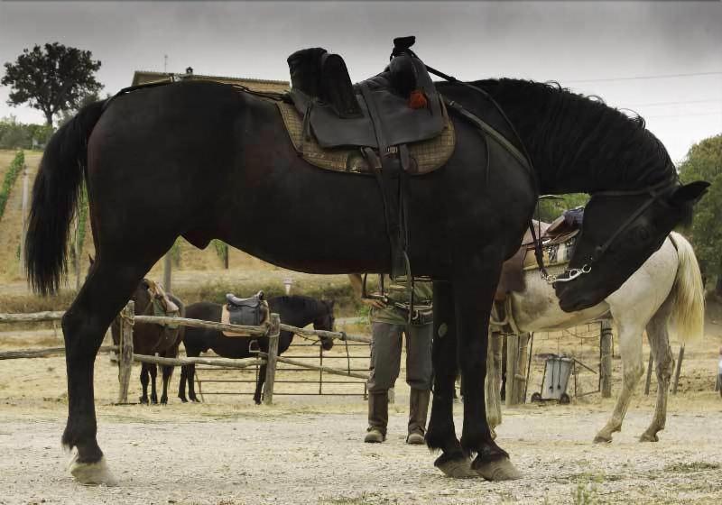 Country House Poggio Aione