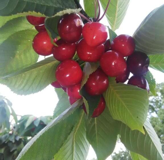 مبيت وإفطار Supramurgia Agribistrot