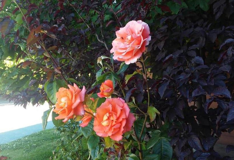 Fotos del hotel Picos Del Sur:  21