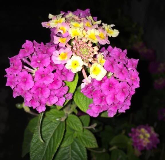 بنسيون Palazzo Vilei