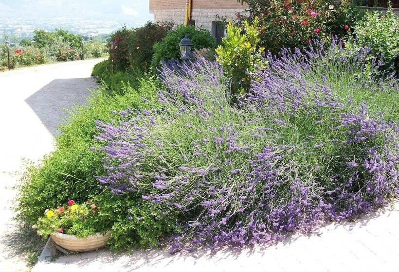 تختخواب و صبحانه La Collina Del Sagrantino