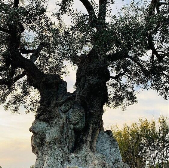 مبيت وإفطار Masseria San Francesco