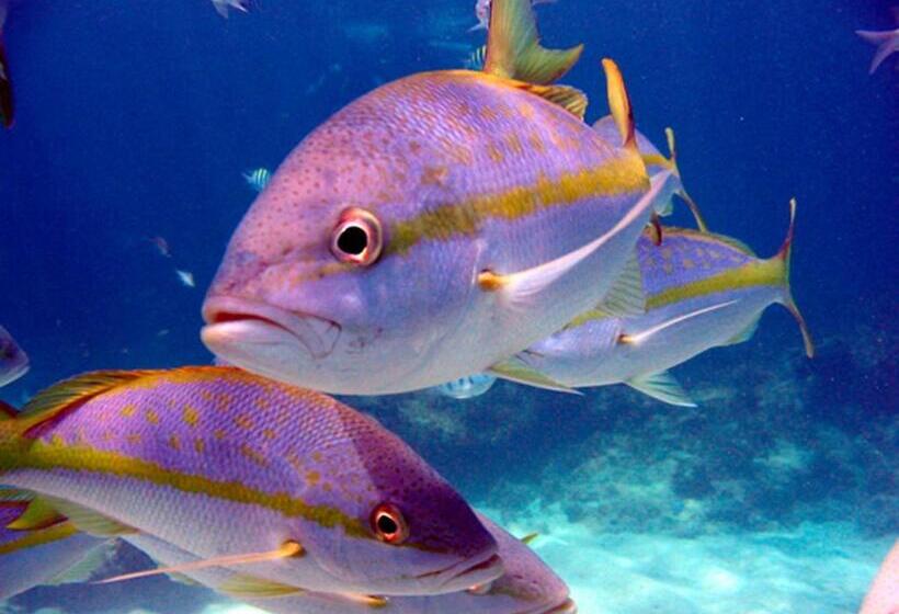 هتل Corales Punta Rusia