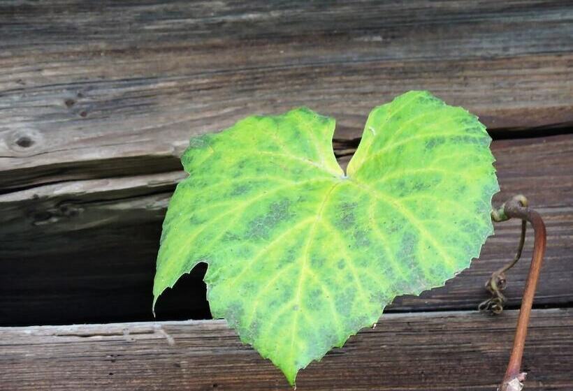 צימר Gästehaus Klopfer