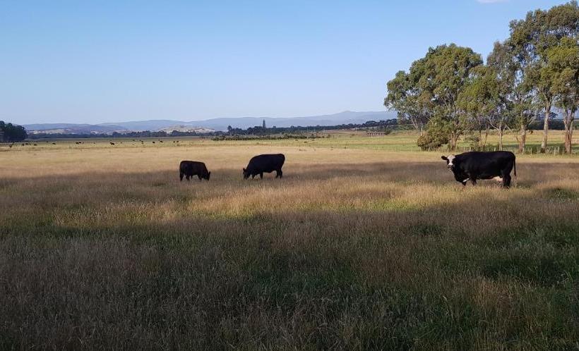 צימר Olinda Yarra Cottage