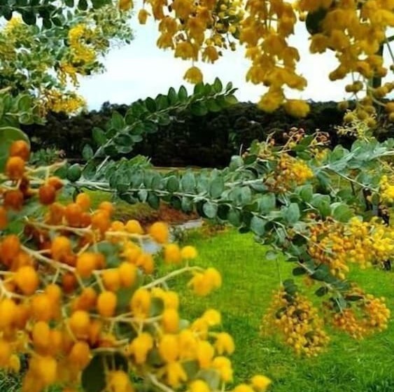 فندق على الطريق Blackwood Valley Suites