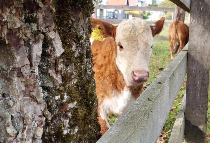 Отель Bauernhof Pension Hofmayer