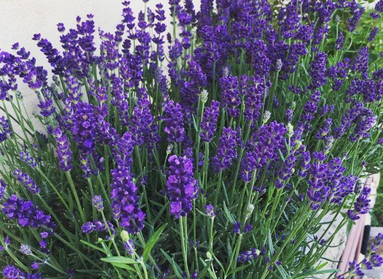 פנסיון Sa Murta Bianca Guesthouse