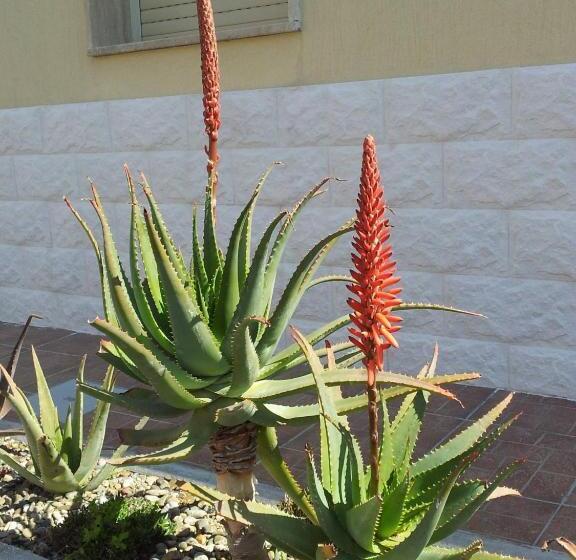 فندق Giardino