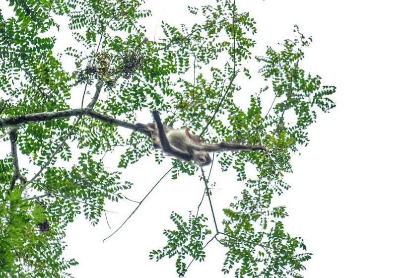 בית מלון כפרי Chan Chich Lodge