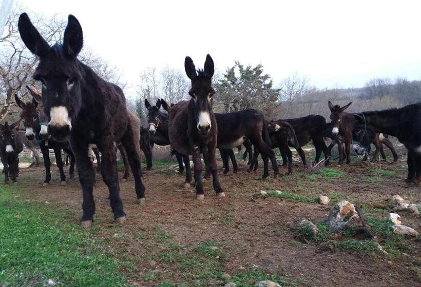 פנסיון Ranch Radin
