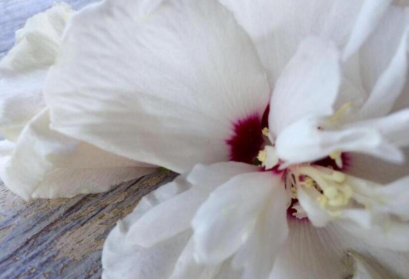 فندق Agriturismo Pian Dei Pini