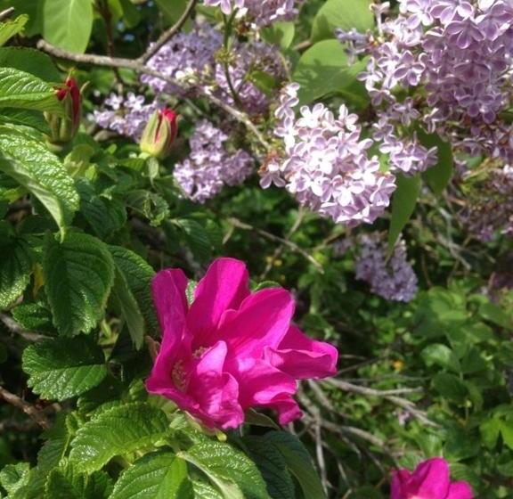 בית מלון כפרי Rågårdsvik