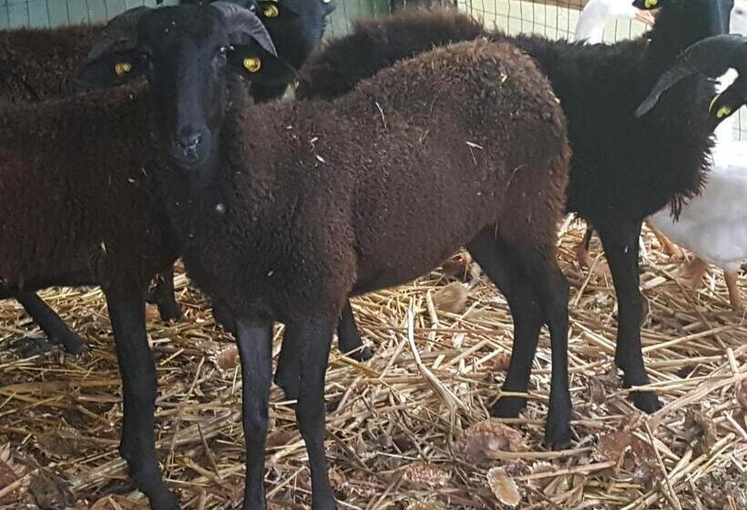 بنسيون Tuscan Hilltop