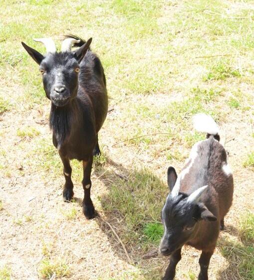 تختخواب و صبحانه La Petite Ferme