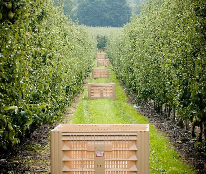 B&b De Fruithoeve
