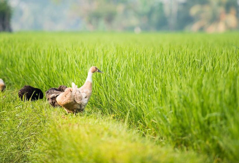 Fotos del hotel Tanah Gajah, A Resort By Hadiprana:  22