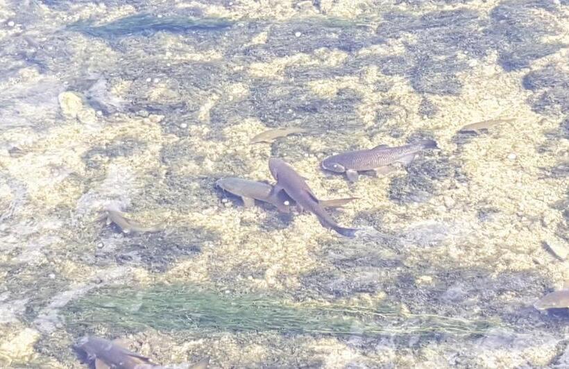 ペンション Bnb Logis Des Saules