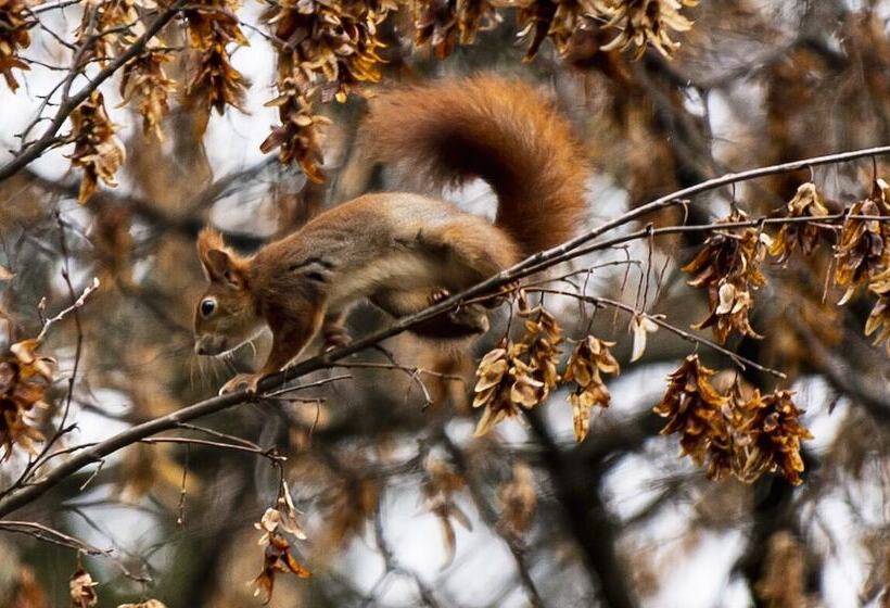هتل Garni Seerösl Am Wörthersee , Kärnten