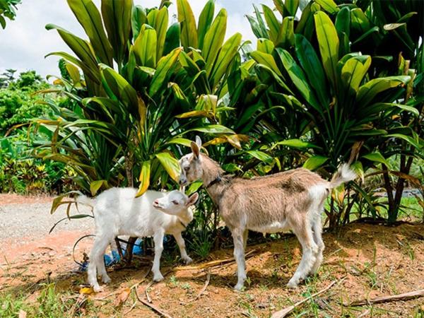 فندق Okinawa Kariyushi Beach Resort Ocean Spa