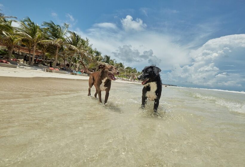 Fotos del hotel Selina Tulum:  30