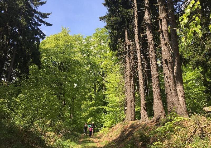 هتل Ring Weißer Hirsch