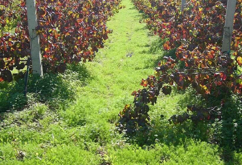 B&b Il Vigneto