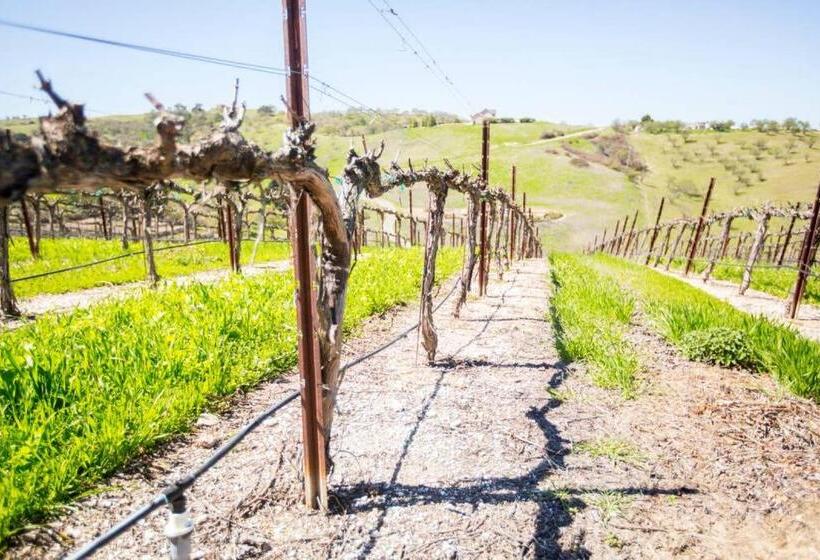 פנסיון Aterno Vineyard, Guest House