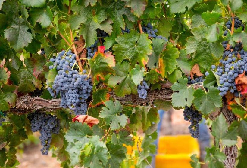 پانسیون Aterno Vineyard, Guest House