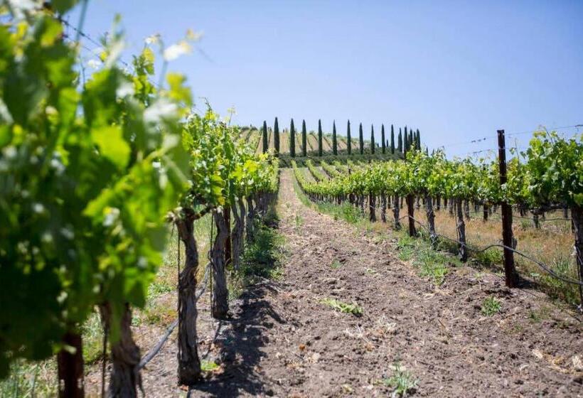 פנסיון Aterno Vineyard, Guest House