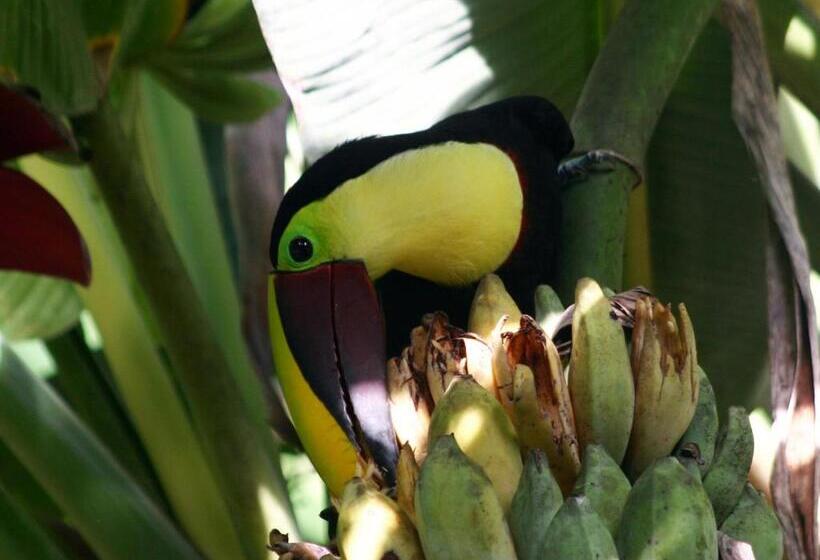 مبيت وإفطار El Colibri Lodge