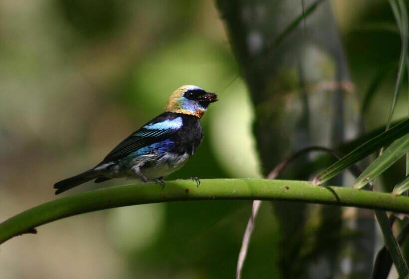 مبيت وإفطار El Colibri Lodge