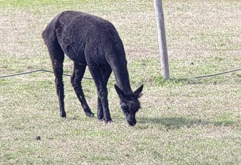 The Alpaca B&b