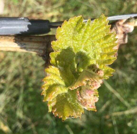 ペンション Zweytick Gästezimmer Weingut