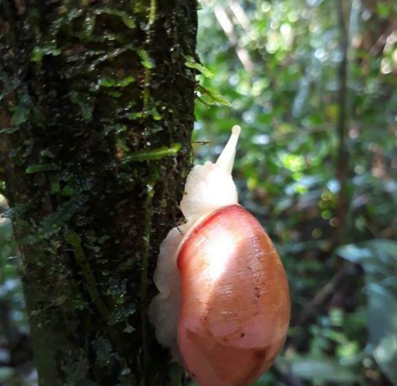 ペンション Sinharaja Rest