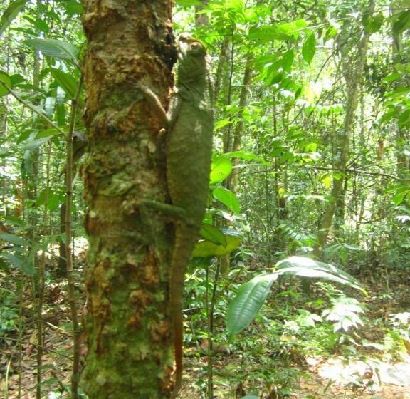 ペンション Sinharaja Rest