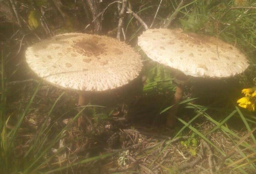 פנסיון Fonda Ca L'abel