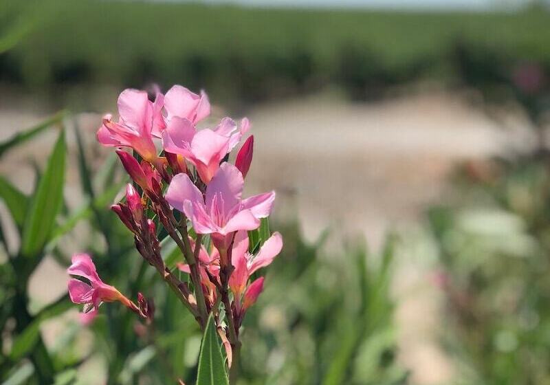 ベッドアンドブレックファースト Logement Onze  Chambres&gîtes