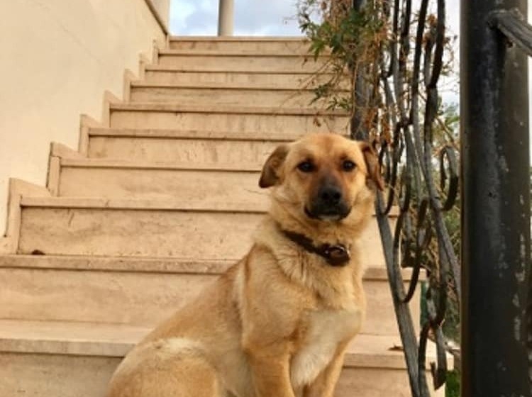 هتل Geyikli Herrara
