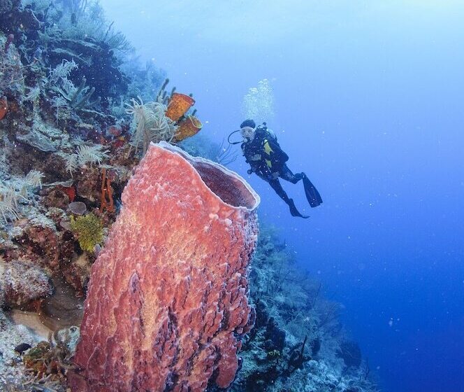 בית מלון כפרי Belize Dive Haven